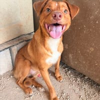 MAX (101 huellas), chien à adopter