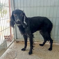 HANNAH (union animal), chienne à adopter