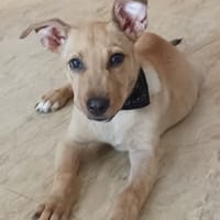 RIGO (Maria), chien à adopter