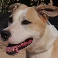 SANDOKAN (Maria), chien à adopter