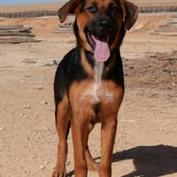 WILSON (Maria), chien à adopter