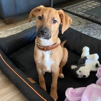 Liebe Hündin Fine in 76698 Ubstadt, Hündin zur Adoption