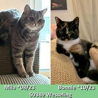 Zwei Schmusetiger suchen gem. Zuhause, Katze zur Adoption