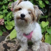 Püppie- 3 kg pure Lebensfreude, Hündin zur Adoption
