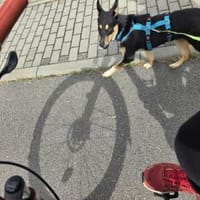 Kalani - eine Zauberin, Hündin zur Adoption