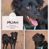 MIJAH - Herzenshündin sucht ihr Zuhause, Hündin zur Adoption