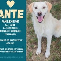 Ante Golden Retriever Mix sucht Zuhause, Hund zur Adoption
