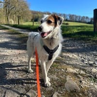 Lola ist wieder auf der Suche, Hündin zur Adoption