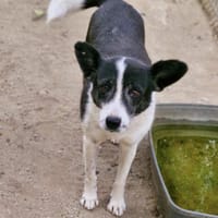 Ulla, älter, ruhig, freundlich, Hündin zur Adoption