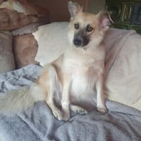 Rosie Daisy, Hündin zur Adoption
