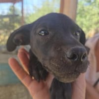 Der kleine Frodo, Hund zur Adoption