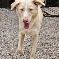 ‼ CREAM in 41236 Mönchengladbach🆘🆘, Hund zur Adoption