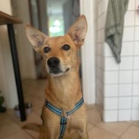 Alfie, stubenreiner Rüde, 5J 22765, Hund zur Adoption