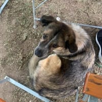 MOGLI, Hund zur Adoption