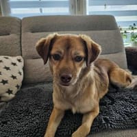 MAJA in 65556 Limburg 🆘🆘🆘🆘🆘🆘, Hündin zur Adoption