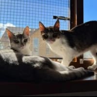 Jinx & Lexi suchen ihre Familie, Katze zur Adoption