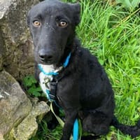 Elsie 💗 wartet in 09648 Mittweida, Hündin zur Adoption