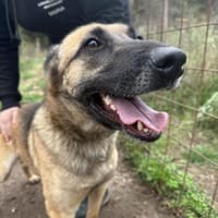 Liebe powerhündin Nika sucht dich/euch!, Hündin zur Adoption