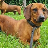 Kleiner Schatz Pippin sucht großes Herz, Hund zur Adoption