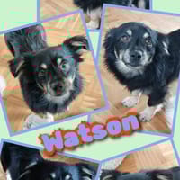 Watson wartet in 91278 Pottenstein!, Hund zur Adoption