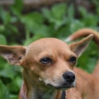 SUSI, Hündin zur Adoption