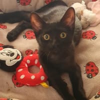 Käthe sucht DICH, Katze zur Adoption