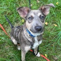Emil - jung und lernwillig - in DE, Hund zur Adoption