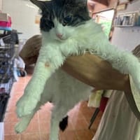Arli und Oron, Kater zur Adoption