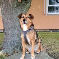 Leia, Hündin zur Adoption