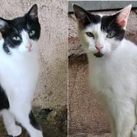 Pablo und Pedro - 2 spielfreudige Jungs, Kater zur Adoption