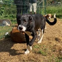 Menschenfreund Courage sucht sein Glück, Hund zur Adoption