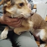 Lustiger kleiner Terriermix Schoki, Hund zur Adoption