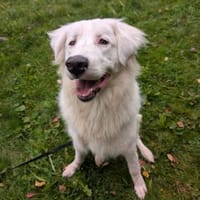 Arik, Hund zur Adoption