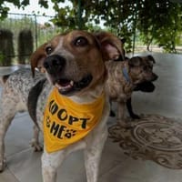 Freundlicher Joey sucht seine Menschen!, Hund zur Adoption