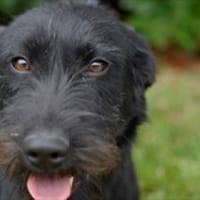 Aufgeweckte Schnauzermixhündin Lulu, Hündin zur Adoption