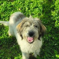 Freundliche Bella sucht nette Familie, Hündin zur Adoption