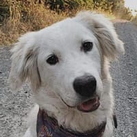 Bishu, geb. ca. 12/2022, 50127 Bergheim, Hündin zur Adoption