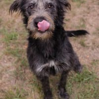 ALARIC - Sanfter u. freundlicher Rüde, Hund zur Adoption