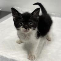 Fasolka, kotka do adopcji