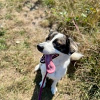 Fester, pies do adopcji