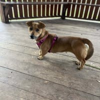 Bindi, suczka do adopcji