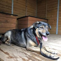 Karamba, suczka do adopcji