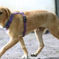 Giyo  junger Hund such sein zu Hause.., Hund zur Adoption