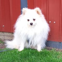 Snowy in 27478 Cuxhaven #, Hund zur Adoption