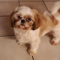Carmen in 27478 Cuxhaven #, Hündin zur Adoption