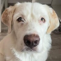 Merlino:-Darf ich Sie verzaubern?-, Hund zur Adoption
