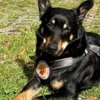 Sami: ein absoluter Traumhund, Hund zur Adoption