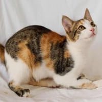 Little Luna, liebevolle Schmusekatze, ca, Katze zur Adoption