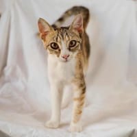 Greta, verkuscheltes Tigermädchen, ca. 6, Katze zur Adoption