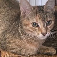 Anokia, chatte à adopter